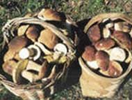 Грибы: старая песня о главном